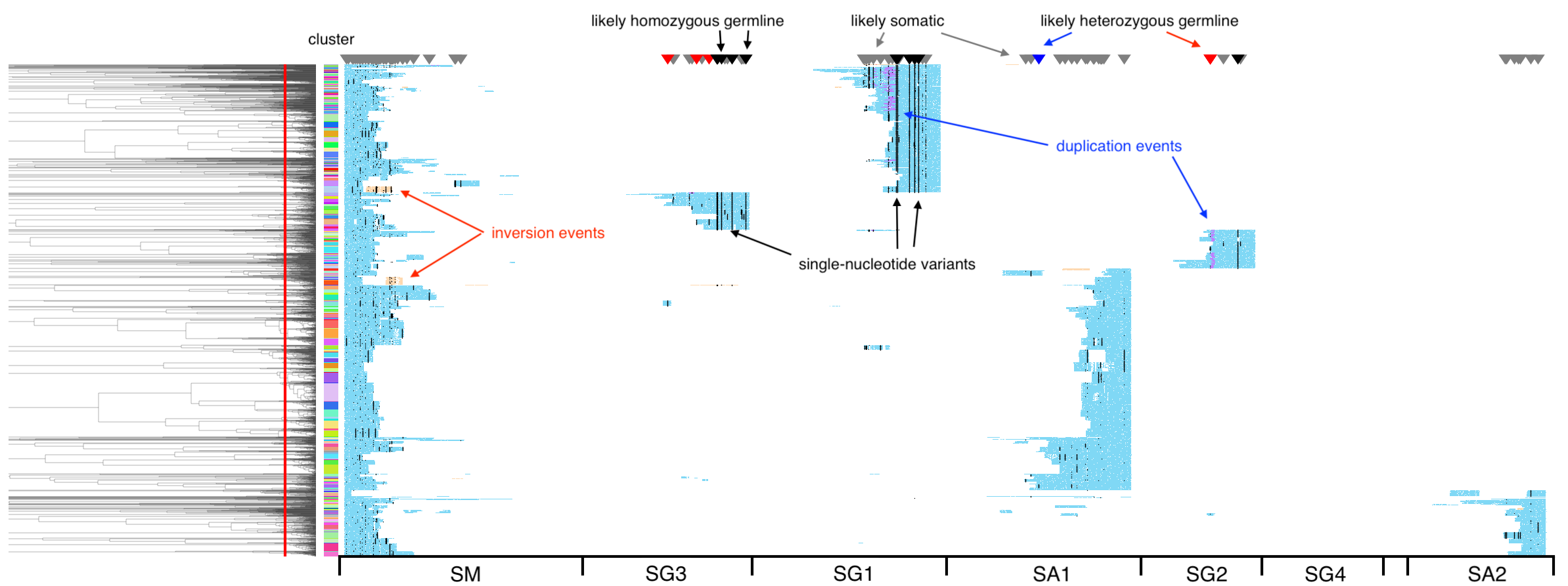 read plot by coverage with variants